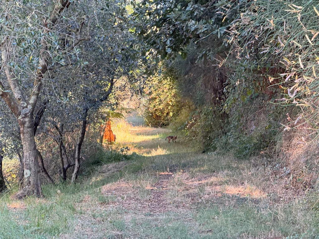A grassy hiking track passing through olive trees above La Limonaia