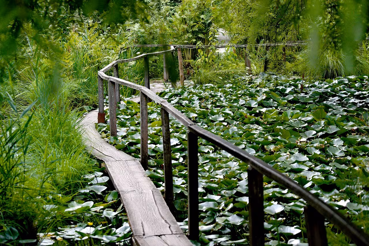 A narrow wooden footbridge crossing the lily pond in the Orto Botanico di Lucca