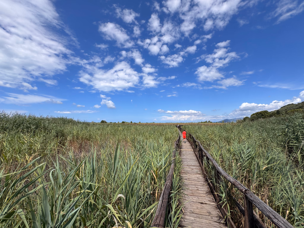 A wooden boardwalk passing through the reeds at Lake Massaciuccoli