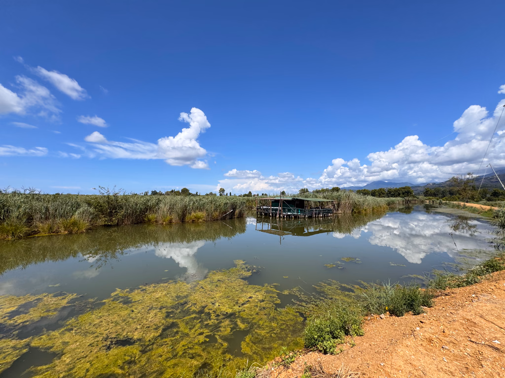 A quiet wetland pool surrounded by reeds beside Lake Massaciuccoli