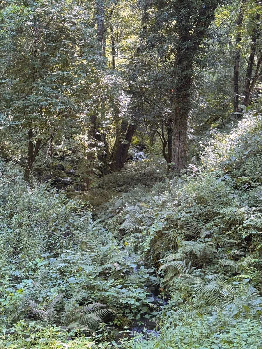 A small stream running through dense woodland below Montefegatesi