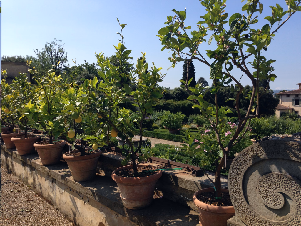 Historic citrus trees in terracotta pots above the formal garden at Castello