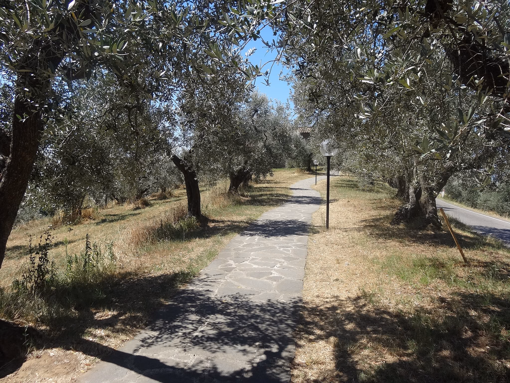 The paved approach through old olive trees near Leonardo’s birthplace in Anchiano